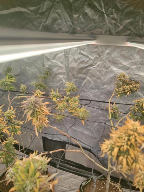 14-14 Amnesia Fast CBD "GB Strains" FEM. Week 24