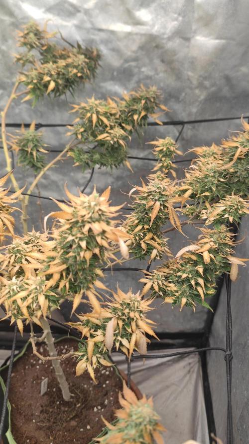 14-14 Amnesia Fast CBD "GB Strains" FEM