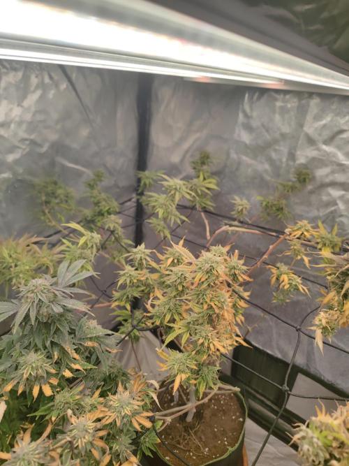 14-14 Platinum OG "GB Strains" FEM. Week 24