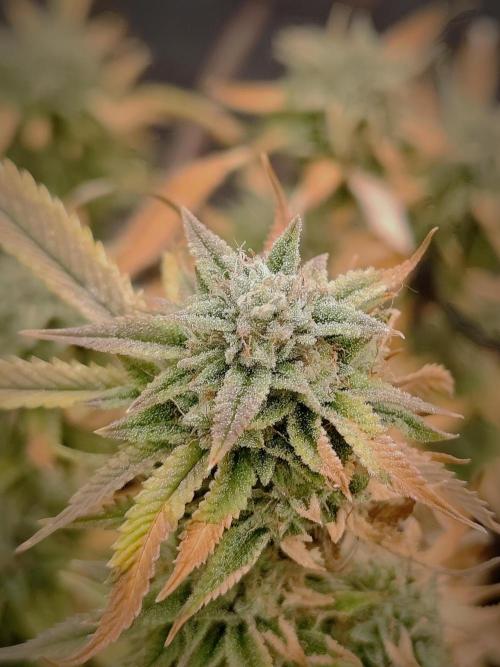 14-14 Platinum OG "GB Strains" FEM. Week 24