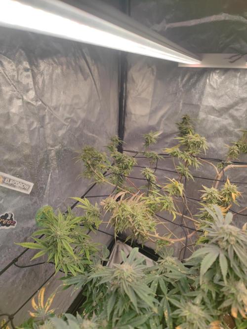 14-14 Platinum OG "GB Strains" FEM. Week 24