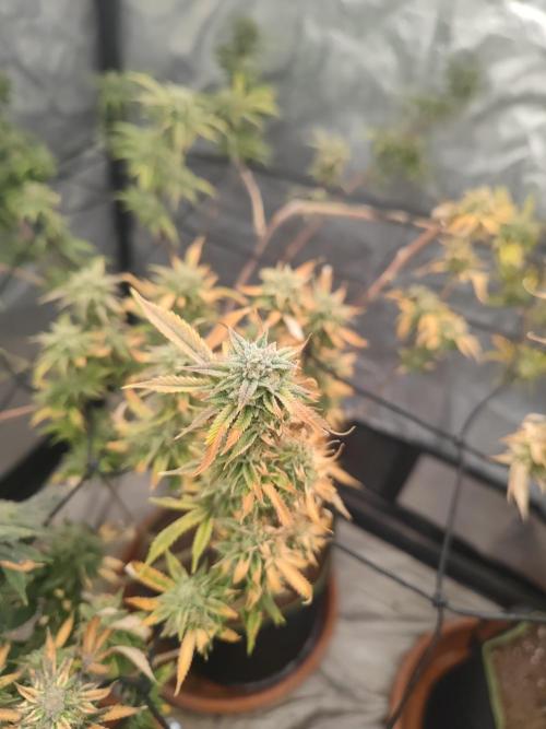 14-14 Platinum OG "GB Strains" FEM. Week 24