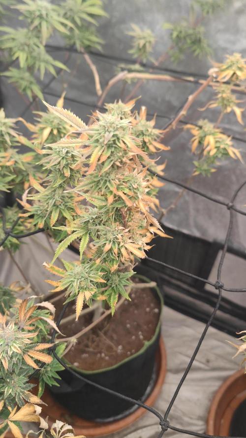 14-14 Platinum OG "GB Strains" FEM
