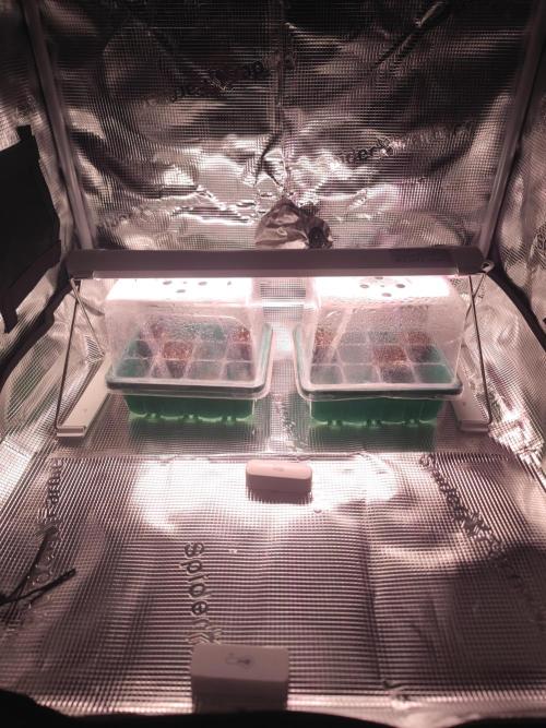 CRITICAL FEM "GB SEEDS". Week 0