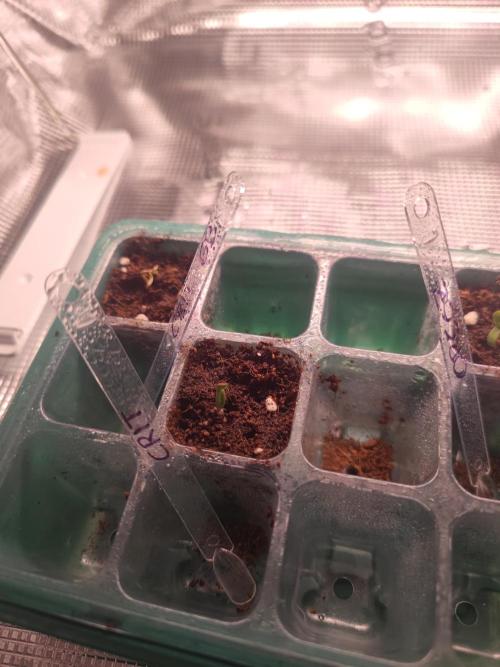 CRITICAL FEM "GB SEEDS". Week 0