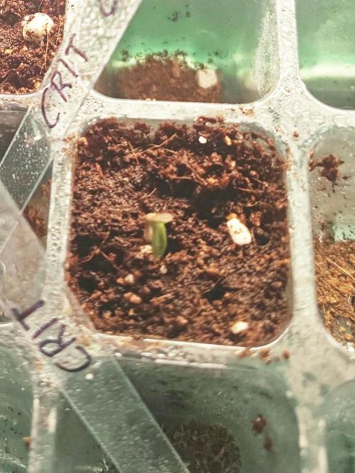 CRITICAL FEM "GB SEEDS". Week 0