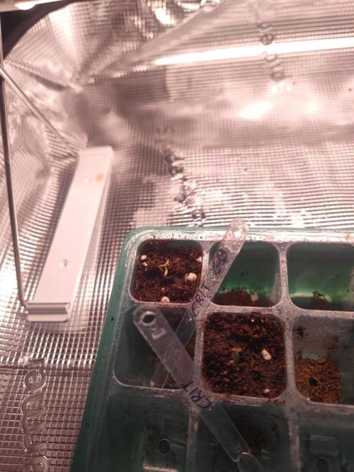 Kritical GB FEM "GB SEEDS". Week 0