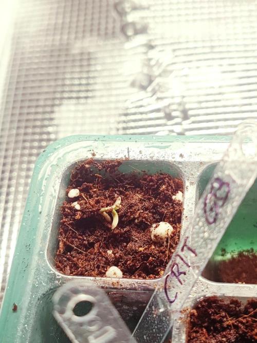 Kritical GB FEM "GB SEEDS". Week 0