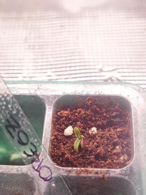 Oreoz FEM "GB SEEDS". Week 0