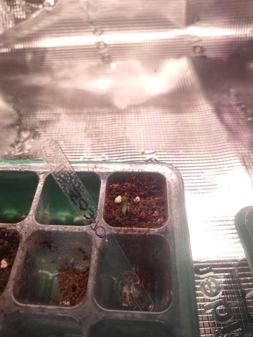 Oreoz FEM "GB SEEDS". Week 0