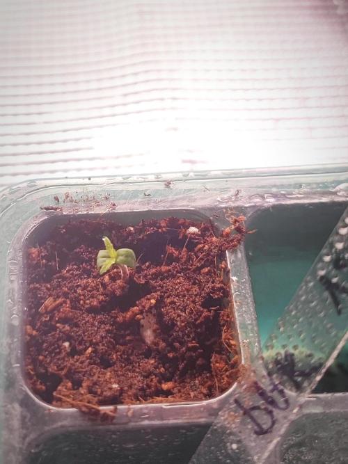 Pakistan Valley Early Version FEM "WoS". Week 0