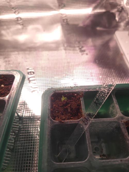 Pakistan Valley Early Version FEM "WoS". Week 0