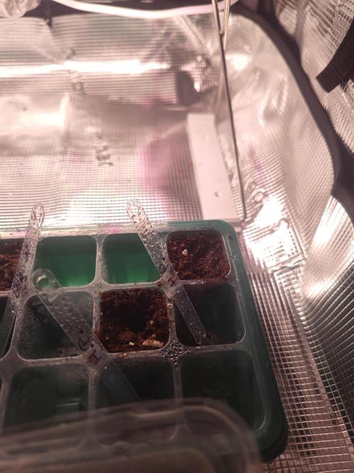 Hash Plant REG Sensi Seeds. Week 0