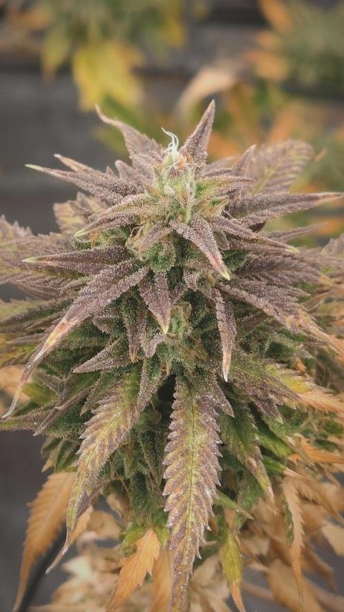 14-14 Amnesia Fast CBD "GB Strains" FEM. Week 24