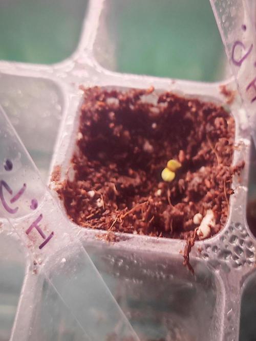 Hash Plant REG Sensi Seeds. Week 0