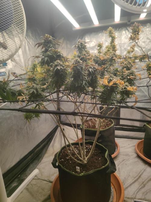 14-14 Blue Zushi L.E. "Grower Choice". Week 25