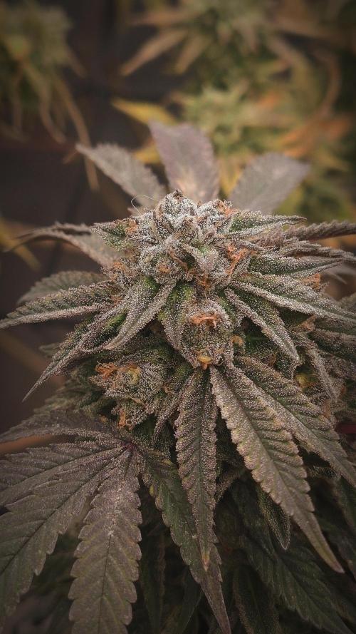 14-14 Blue Zushi L.E. "Grower Choice". Week 25