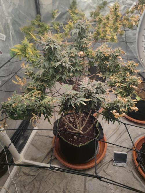 14-14 Blue Zushi L.E. "Grower Choice". Week 25