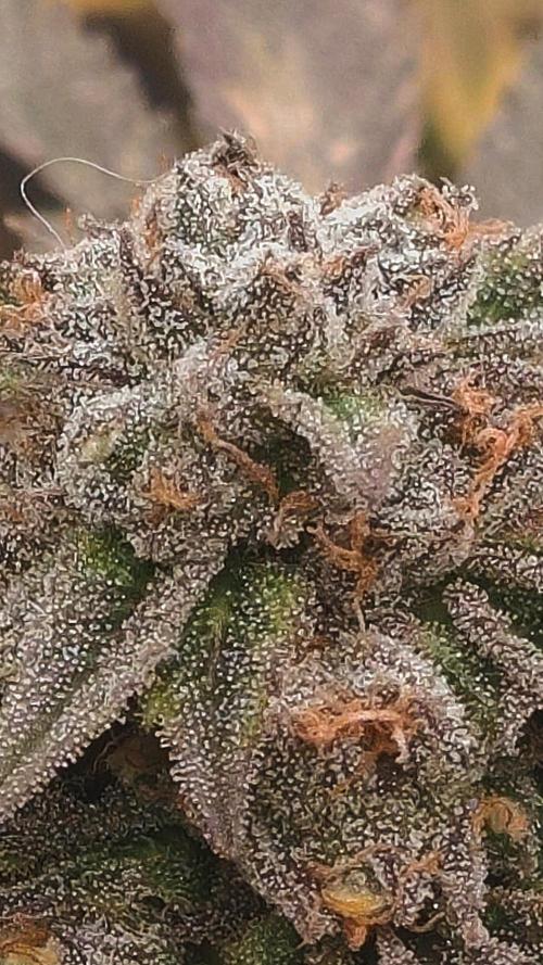 14-14 Blue Zushi L.E. "Grower Choice". Week 25