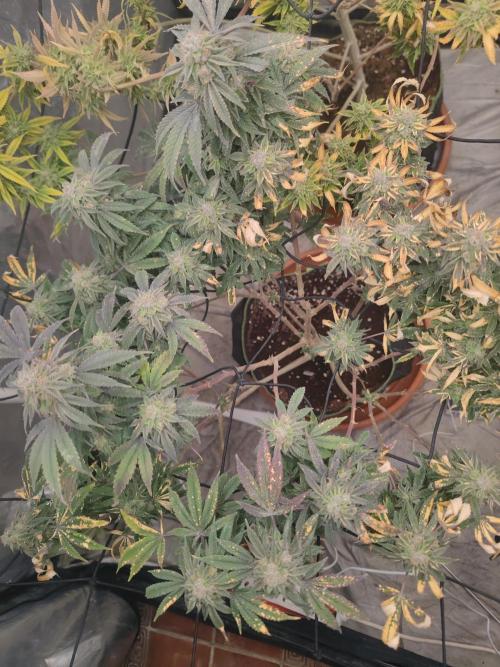 14-14 Blue Zushi L.E. "Grower Choice". Week 25