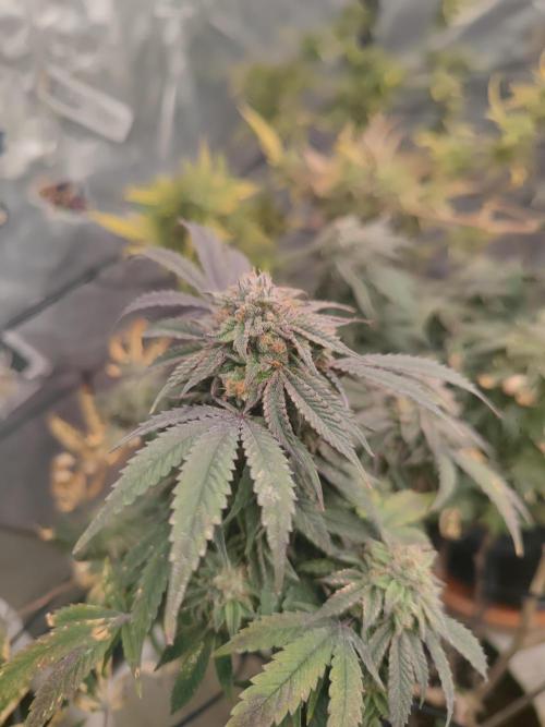 14-14 Blue Zushi L.E. "Grower Choice". Week 25