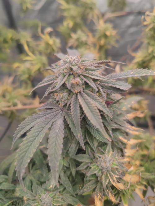 14-14 Blue Zushi L.E. "Grower Choice". Week 25