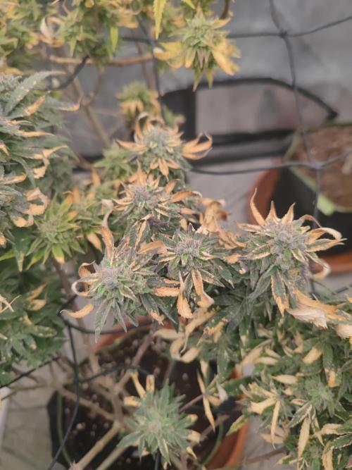 14-14 Blue Zushi L.E. "Grower Choice". Week 25