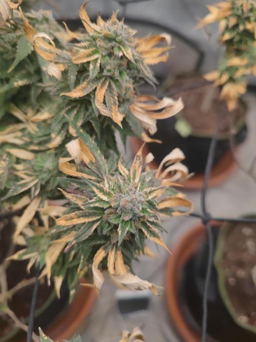 14-14 Blue Zushi L.E. "Grower Choice". Week 25