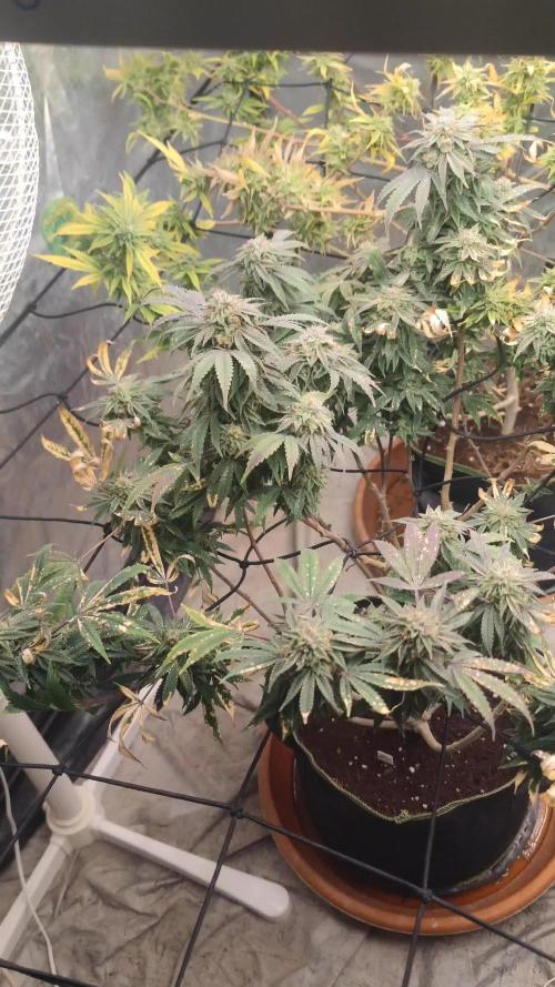 14-14 Blue Zushi L.E. "Grower Choice"