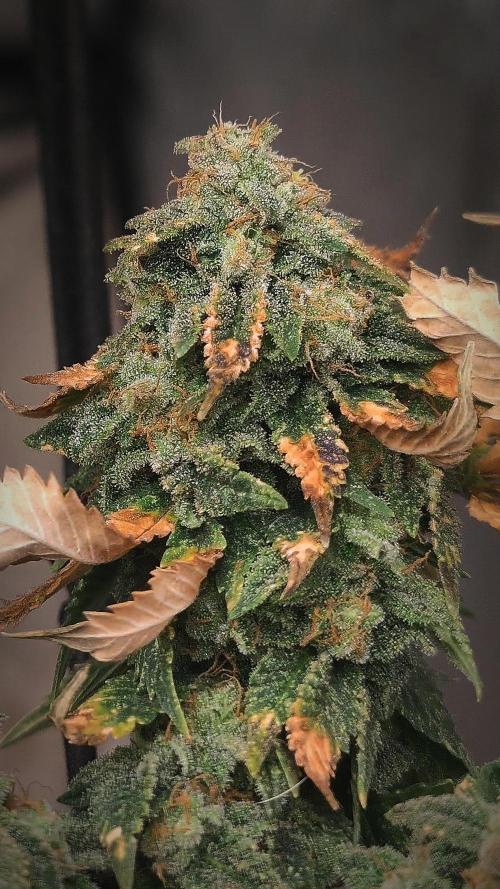 14-14 Tropimango "Philosopher Seeds" FEM. Week 25