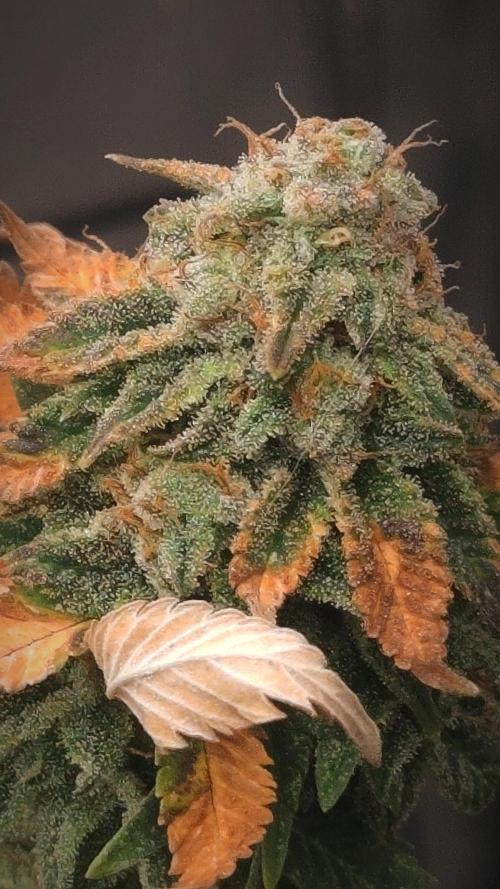 14-14 Tropimango "Philosopher Seeds" FEM. Week 25