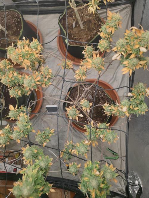 14-14 Tropimango "Philosopher Seeds" FEM. Week 25