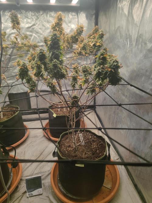 14-14 Tropimango "Philosopher Seeds" FEM. Week 25