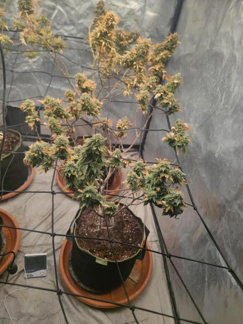 14-14 Tropimango "Philosopher Seeds" FEM. Week 25