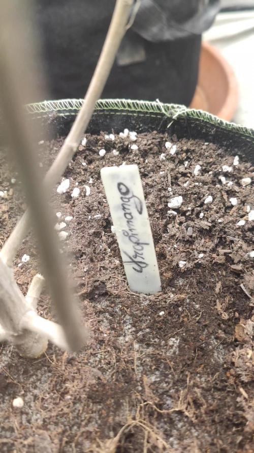 14-14 Tropimango "Philosopher Seeds" FEM