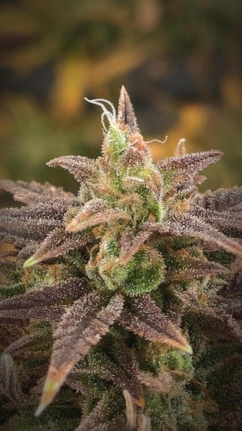 14-14 Amnesia Fast CBD "GB Strains" FEM. Week 25