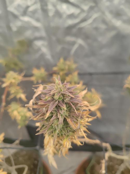 14-14 Amnesia Fast CBD "GB Strains" FEM. Week 25