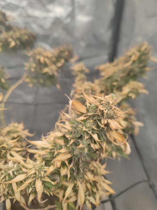 14-14 Amnesia Fast CBD "GB Strains" FEM. Week 25