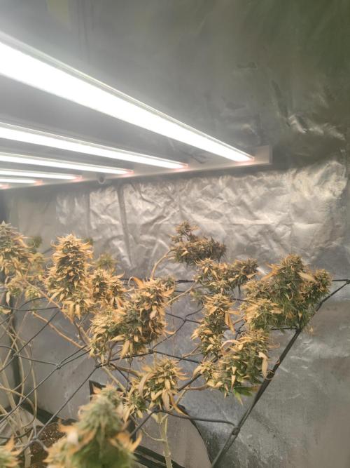 14-14 Amnesia Fast CBD "GB Strains" FEM. Week 25