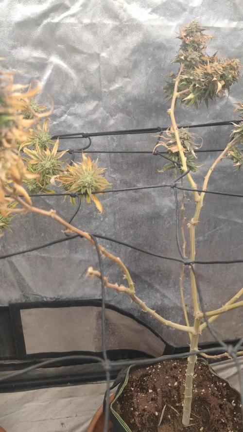 14-14 Amnesia Fast CBD "GB Strains" FEM