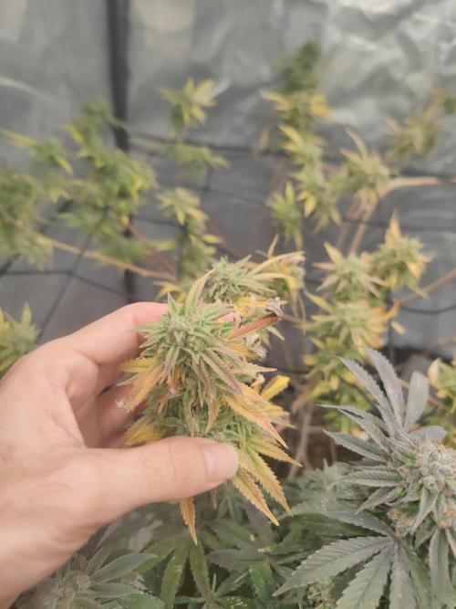 14-14 Platinum OG "GB Strains" FEM. Week 25