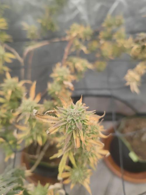 14-14 Platinum OG "GB Strains" FEM. Week 25