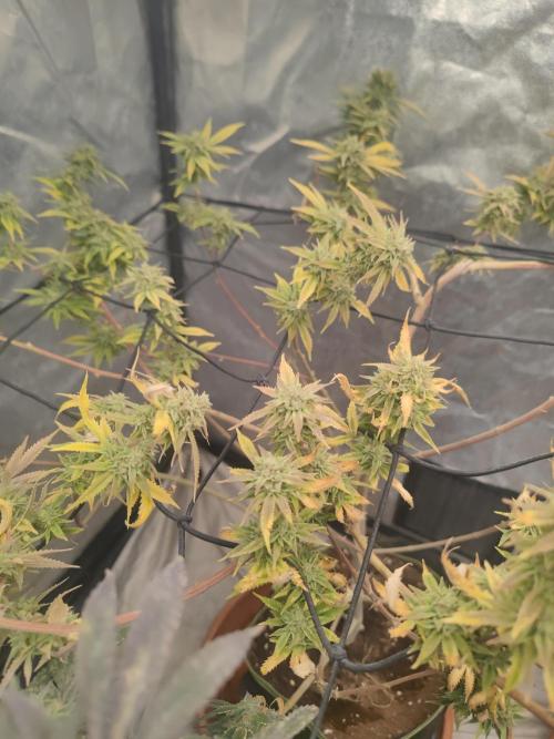 14-14 Platinum OG "GB Strains" FEM. Week 25