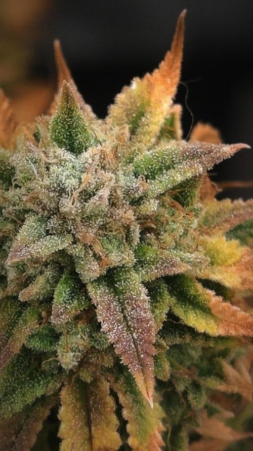 14-14 Platinum OG "GB Strains" FEM. Week 25