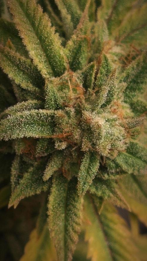 14-14 Platinum OG "GB Strains" FEM. Week 25