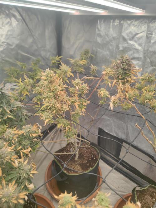 14-14 Platinum OG "GB Strains" FEM. Week 25