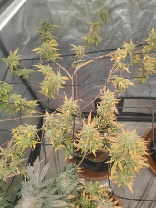 14-14 Platinum OG "GB Strains" FEM. Week 25
