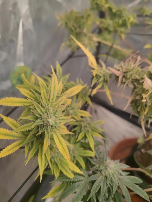 14-14 Platinum OG "GB Strains" FEM. Week 25