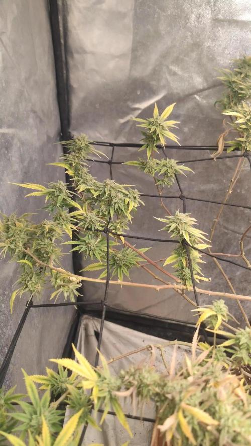 14-14 Platinum OG "GB Strains" FEM