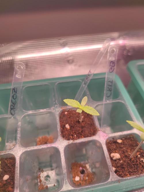 CRITICAL FEM "GB SEEDS". Week 1